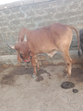 એકવાવણીવાવેલ