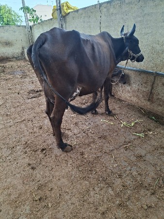જર્સી ગાય વેચવાની