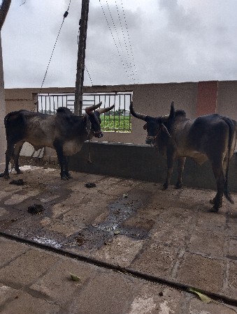 બળદ