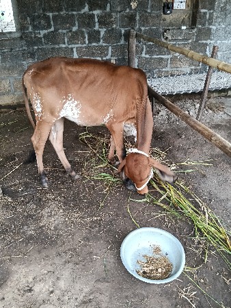 વાસઙી ને વાસણો બેય