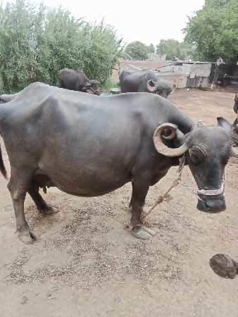 ભૅશવૅચવાનીછૅ
