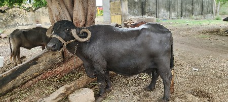 ભેંસ વેચવાની છે