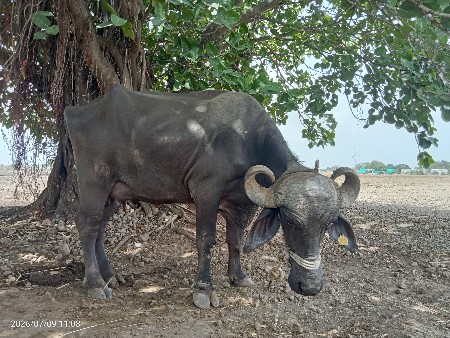 ૧૫ દિવસ ની કાચી