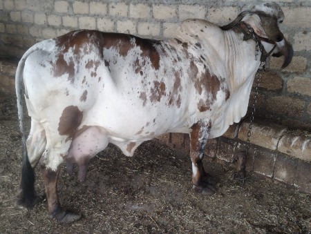 ગિર ગાય લીલડિ  વેચવાની છે