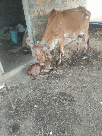ગાય વેચવાની છે