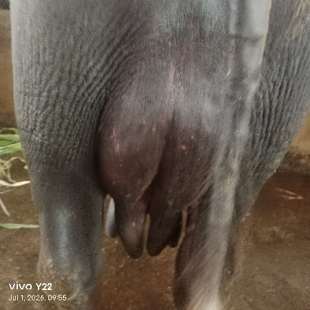 ૨ ભેંસ વેચવાની છે