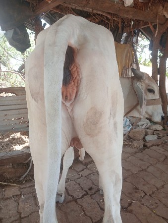 હોડકી વેચવા ની છે