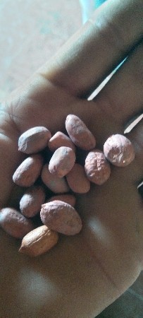38 બિયારણ વેચવાનું છે
