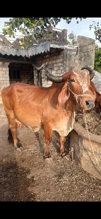 ગાય દેવાની છે