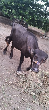 પાડી વેસવાની છે