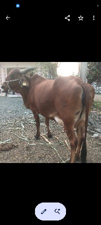 ગાય મફત આપવાની છે