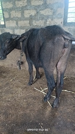 પાડી વેચવાની છે