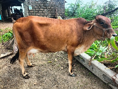જર્સી ક્રોસિંગ ગાય સે