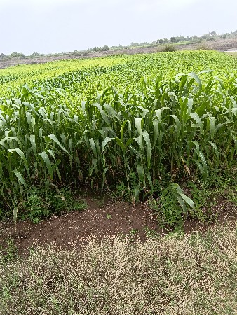 જુવાર લીલી