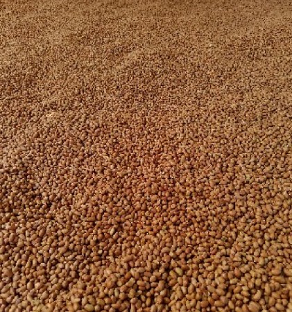 ગિરનાર માંડવી