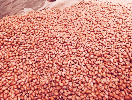 બિયારણ વેચવાનું છે.