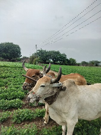 બળદ વેચવાના છે