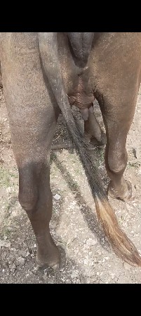 પેલું વેતર