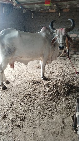 વેચવાની છે