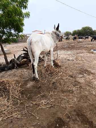 ગોધલો વેચવાનો છે
