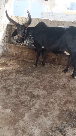 કાંકરેજ ગાય વેચવાની છે