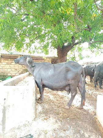 ભેંસ વેચવાની છે