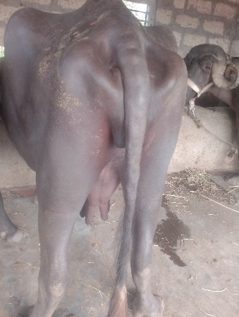બીજાવેતરનીખડેલીવેચવાની