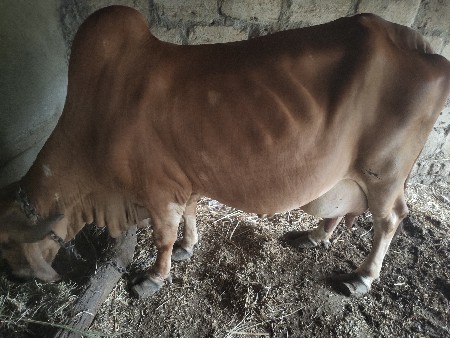 गे विच्वानी है