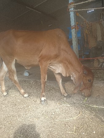ગીર વાસડી 2 આપવાની છે