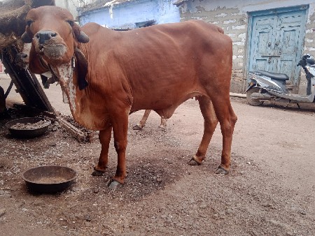 કિંમત મા ફેરફાર થય જાસે