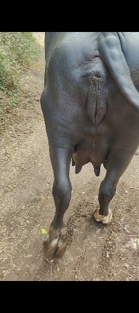 ચાંદરી ખડેલી વેચવાની છે
