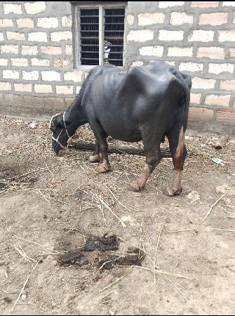 ભેંસ વેસ્વાની સે