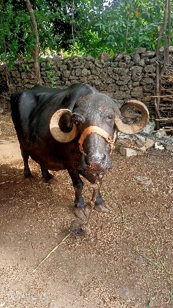 ભેંશ વેશવાની છે