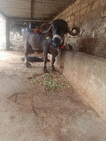 ભેંસ વેચવાની છે