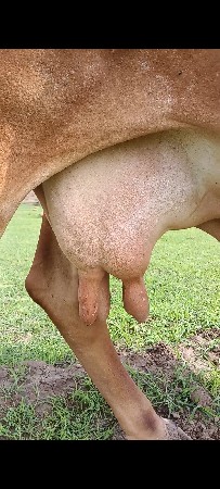 વેચવાની છે