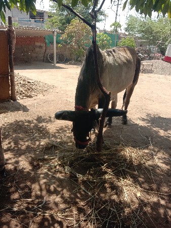 ગોધલાસાટાકરવાનાછે