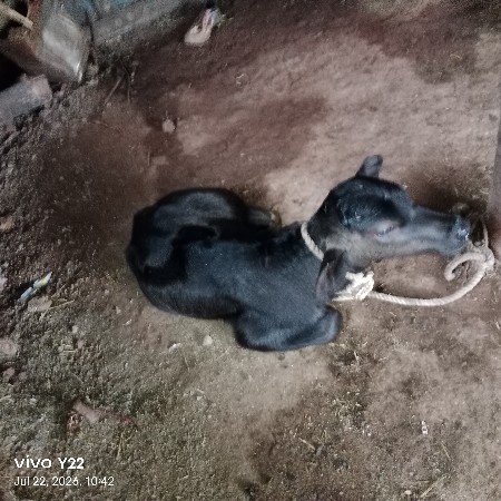 વિજય ભાઇ ૭૮૬૨૮૯૨૭૯૫