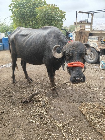 નવ મહિના ની કાપડ છે
