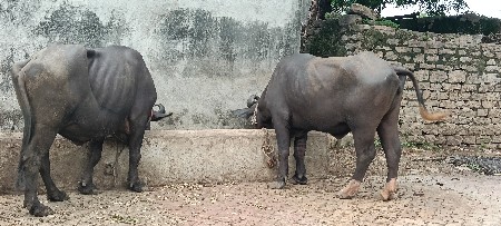 બે ખડેલી વેચવાની છે