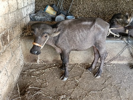 ૧ પાડીને ૧ ખડેલું