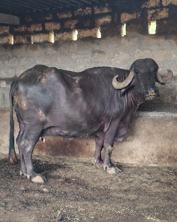 3 જુ વેતર