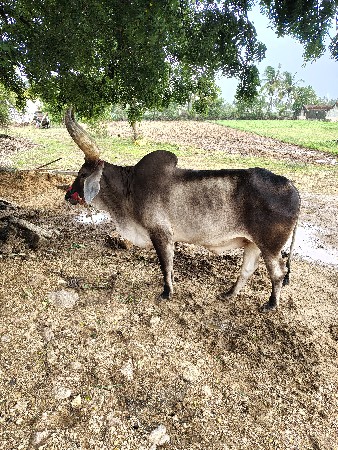 બીજિ વાવણીકરેલસે