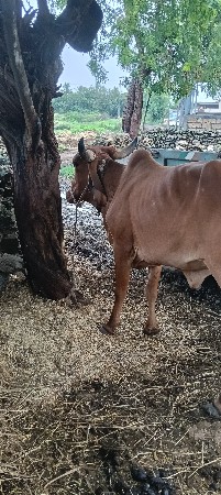 ગાય દેવાની છે