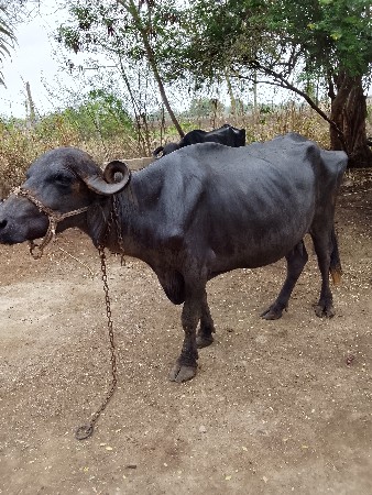 ૨  ભેંસ વેચવા ની છે