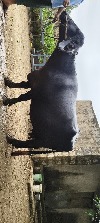 5 મુ વેતર વ્યાસે
