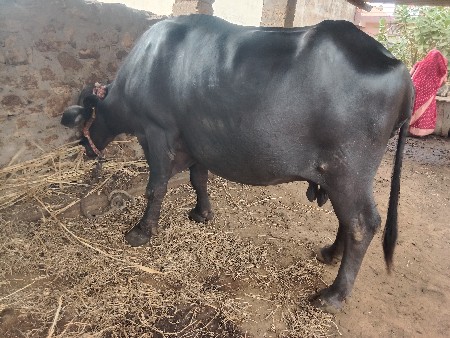 વેચવાની છે