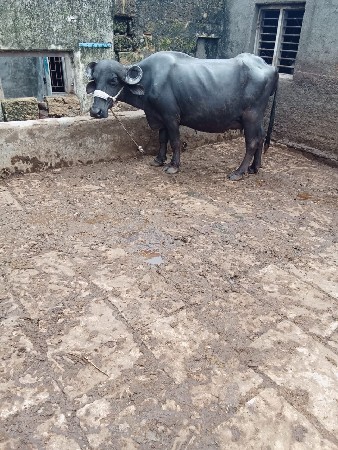 પેલું વેતર