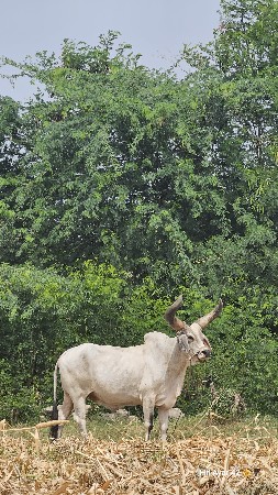 બળદ વેચવાનો