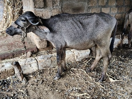 જાફરાબાદી પાડી વેશવાની છે.