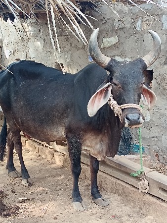 ગાય વેચવાની છે